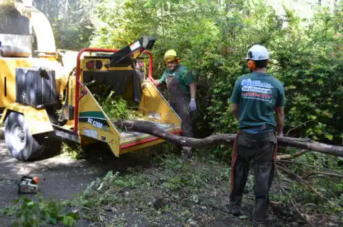 tree services East Rancho Dominguez